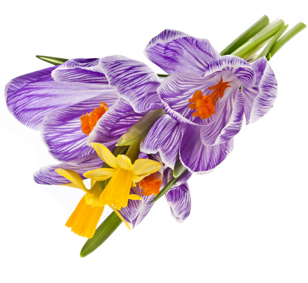 crocus bouquet with narcissus flowers isolated on a white backgroundの写真素材