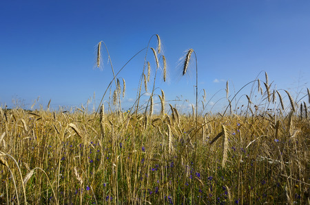 Rye field bunch on a blue sky backgroundの写真素材