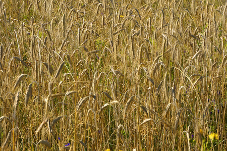 Rye field bunchの写真素材