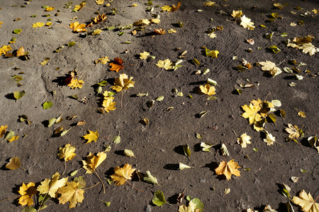    Autumn background from the fallen colorful leaves                            の写真素材