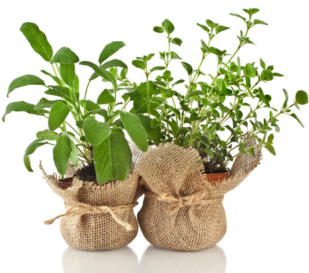 Young fresh vegetable herbs sprout seedling in brown terracotta pot isolated on white backgroundの写真素材