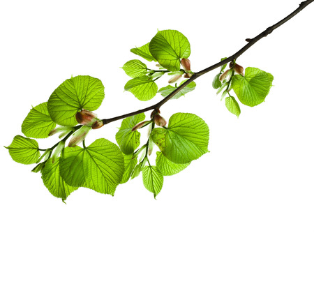spring branch with fresh green leaves isolated on white backgroundの写真素材