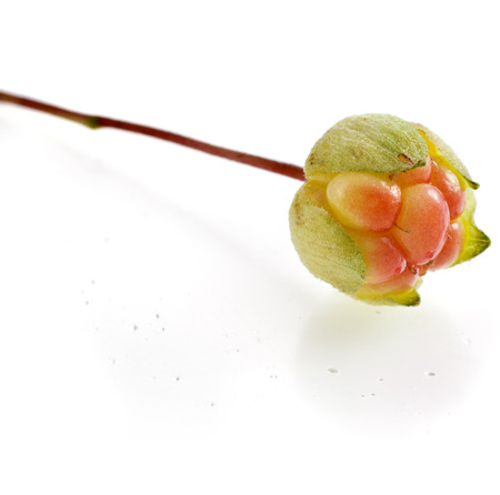 Single fresh cloudberry   Rubus chamaemorus  close up macro isolated on white backgroundの写真素材