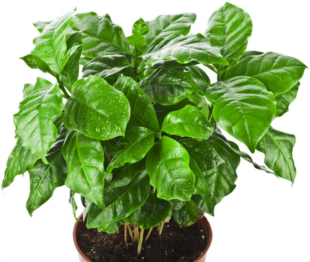 coffee plant tree growing seedling in soil pile isolated on white backgroundの写真素材