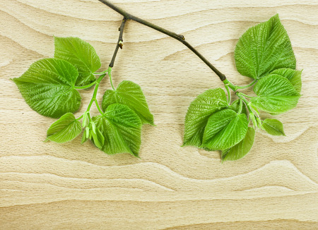 Spring Green Leaves close up in wooden surface background with copy spaceの写真素材