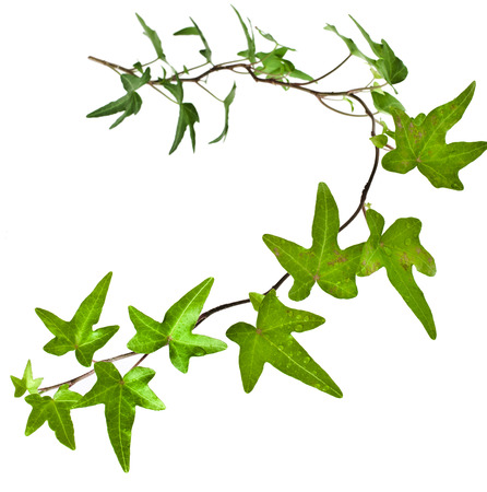 Green ivy plant close up isolated on white backgroundの写真素材