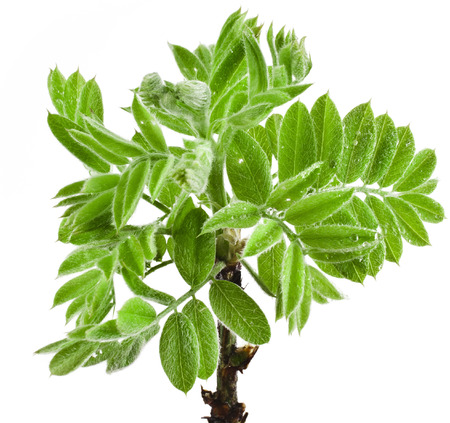 Fresh green branch isolated on white backgroundの写真素材