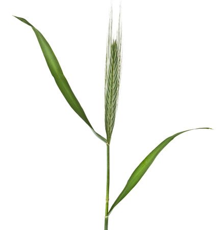 Fresh green herb grass with a spike ears isolated on white backgroundの写真素材