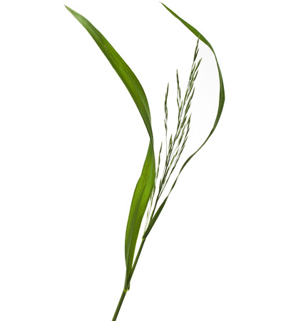 Fresh green herb grass with a whisk isolated on white backgroundの写真素材