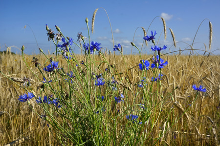 Rye field bunch on a blue sky backgroundの写真素材