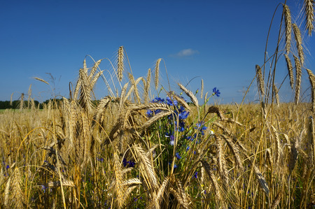 Rye field bunch on a blue sky backgroundの写真素材