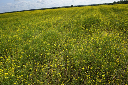 Rapeseed field on a blue sky backgroundの写真素材