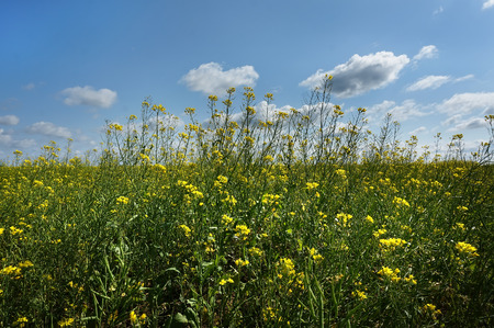 Rapeseed field on a blue sky backgroundの写真素材