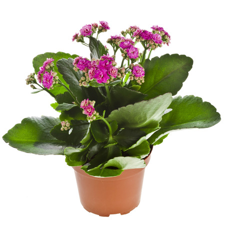 Kalanchoe Calandiva flowers in flower pot isolated on white backgroundの写真素材
