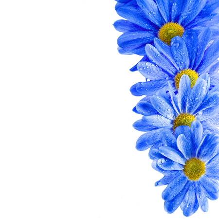 Border frame of Blue Gerbera flower with water drop isolated on white backgroundの写真素材