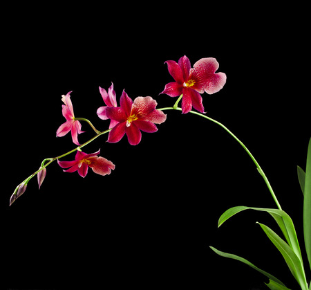 Orchid Cambria Burrageara isolated on black backgroundの写真素材