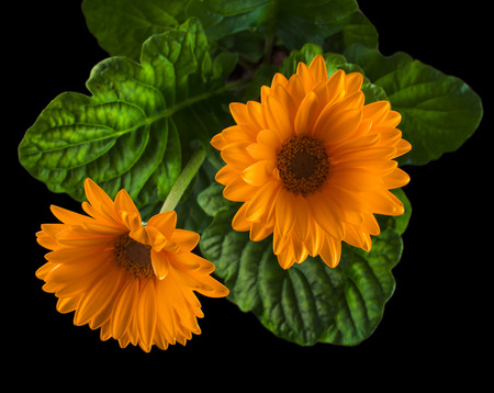 Gerbera flowers with water drop on black backgroundの写真素材