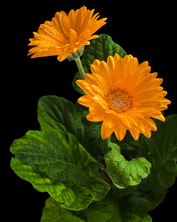 Daisy flower gerbera bouquet isolated on white backgroundの写真素材