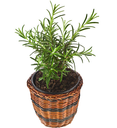 Savory fresh herb rosemary growing in brown wicker basket flowerpot isolated on white backgroundの写真素材