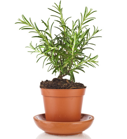 Savory fresh herb rosemary growing in brown flower pot isolated on whiteの写真素材