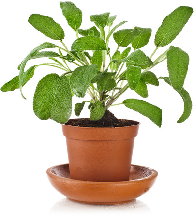 Bunch fresh green sage growing in brown flower pot isolated on whiteの写真素材