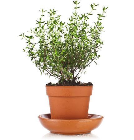 Bunch fresh green thyme herb growing in brown flower pot isolated on whiteの写真素材