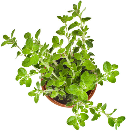 fresh flavoring herbs oregano in brown flower pot top view isolated on white backgroundの写真素材