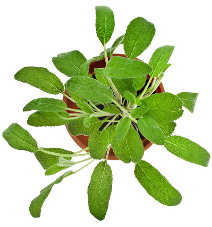 Bunch fresh green sage growing in brown flower pot top view isolated on whiteの写真素材