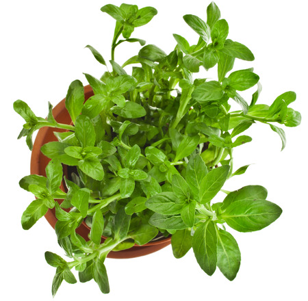 Bunch fresh green mint growing in brown flower pot top view isolated on whiteの写真素材