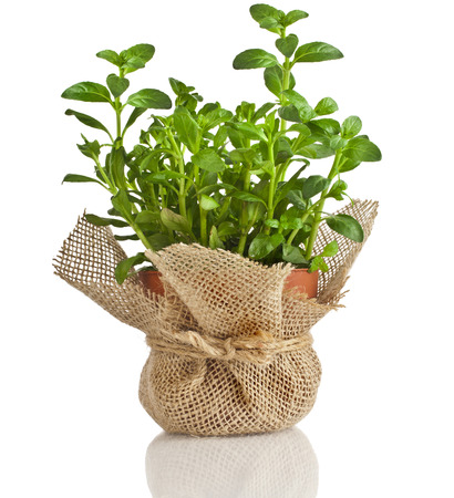 Mint herb growing in a pot isolated on a white backgroundの写真素材