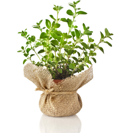 Fresh oregano herb seedling in terracotta flowerpot wrapping bag cloth isolated on white backgroundの写真素材