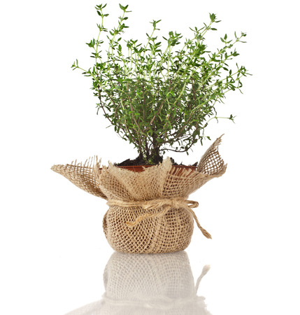 Young fresh vegetable thyme sprout seedling in brown terracotta pot wrapping bag cloth isolated on white backgroundの写真素材