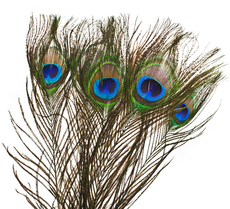 four peacock feather plume isolated on white close-upの写真素材