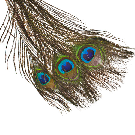peacock feather plume isolated on white background close-upの写真素材