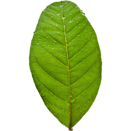 one leaf guava close up macro isolated on whiteの写真素材