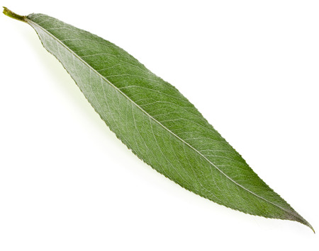 One green leaf of silver weeping willow isolated on white backgroundの写真素材