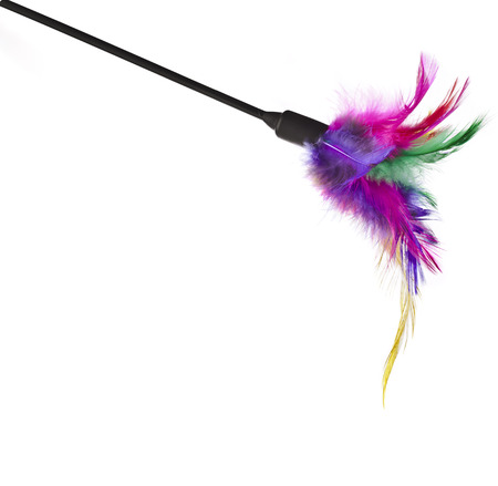 feather toy for cats on a white backgroundの写真素材