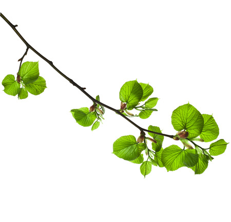 linden branch with green leaves isolated on white backgroundの写真素材