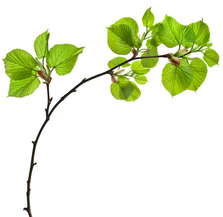 spring branch with fresh green leaves isolated on white backgroundの写真素材