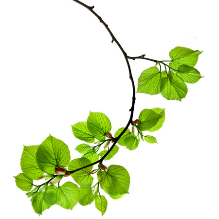 spring branch with fresh green leaves isolated on white backgroundの写真素材