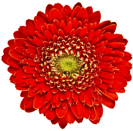 Gerbera flower head close up macro with water drop isolated on white backgroundの写真素材