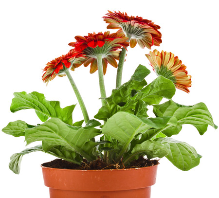 Gerbera Flowers Durora isolated on white backgroundの写真素材
