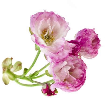 Branch pink sakura blossom flowers, isolated on white backgroundの写真素材