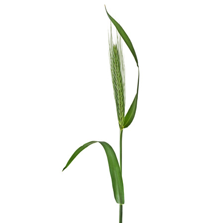 Spikelet of green meadow grass barley isolated on white backgroundの写真素材