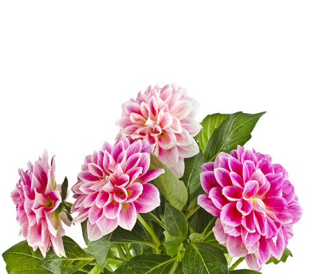 Colored Dahlia Flowers Isolated on White Backgroundの写真素材