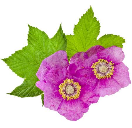 Rubus odoratus plant  Purple-flowering Raspberry or Virginia raspberry  Rose Family close up, isolated on white backgroundの写真素材
