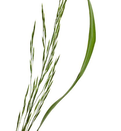 Fresh green herb grass with panicle whisk isolated on white backgroundの写真素材