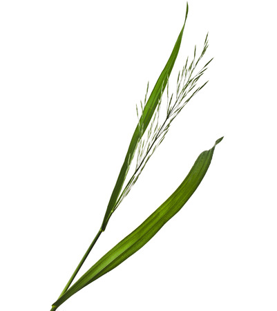 Fresh green herb grass with a whisk isolated on white backgroundの写真素材