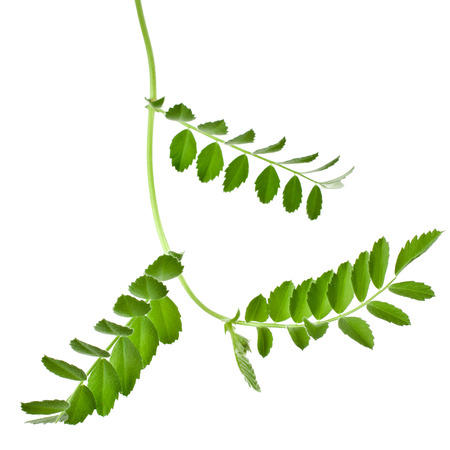 Green young pea sprouts isolated on white backgroundの写真素材