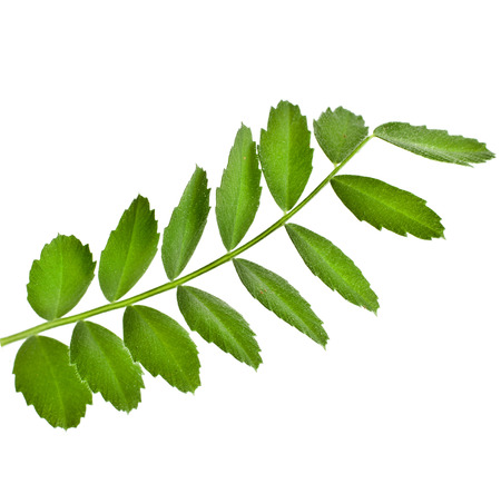 One green leaf of peas close up isolated on white backgroundの写真素材